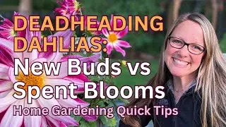 Dahlias - New Buds vs Spent Blooms - Deadhead the right stems for more blooms!