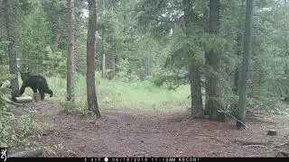 Bear stomp