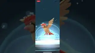 Evolving pidgey