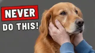 7 Common Mistakes You're Making That Are Destroying Your Dog's Trust and Health