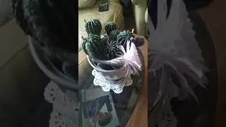 Наш кактус Августин представил свою трубу)