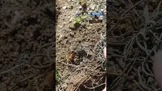 ЧЕГО ТОЛЬКО НЕ НАЙДЁШЬ НА СВАЛКЕ 🔥.