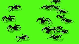 Spider Green Screen Video Background | 6 type animations