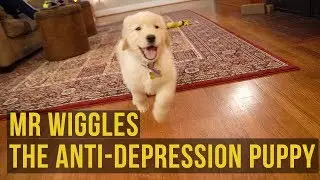 Mr. Wiggles - The Anti-depression Puppy - 8 Weeks Old - Adorable Golden Retriever