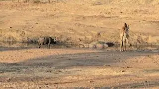 Hippo, Buffalo, and Giraffe gather at the waterhole: A Unique sighting in Kruger Park. #wildlife