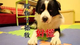 边牧咬伤德牧的鼻子之后，这种示好的方式也是够了【阿尔法是只边牧】
