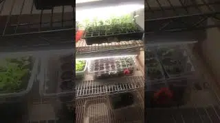 Indoor Grow Shelves #seedstarting