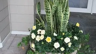 espadas de San Miguel O lengua de suegra.. #suculentas #plantas #lenguadesuegra
