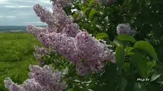 Василий Шукшин - Надо жить...
