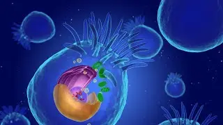 Cilia, Flagella and Microvilli