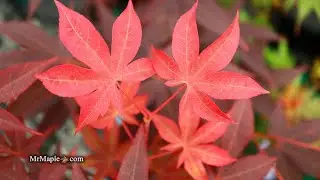 Acer Palmatum 'Red Spray' Planted in the MrMaple Garden! - JAPANESE MAPLES
