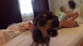 Russian Toy Terrier. A reliable watchman and protection of a girl?