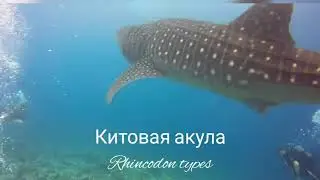 Китовая акула