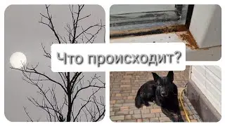 24.04.2024. Одесская область. ЖЕЛТЫЙ ДОЖДЬ ИЛИ ПЕСОК ИЗ САХАРЫ? Почему не было роликов?