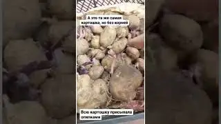 Оставьте картошку в мешке #картошка #картофель #как_прорастить_картофель