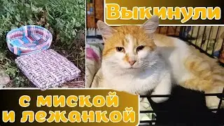Выкинули с миской и лежанкой.