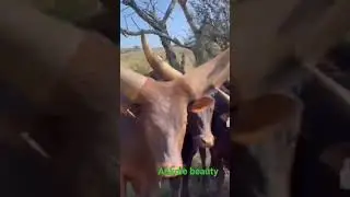 young ankole bulls