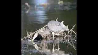 Great Blue Heron DEVOURING a Big FROG for a Snack