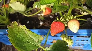 Клубника в ящиках .Уже поспела первая 🍓