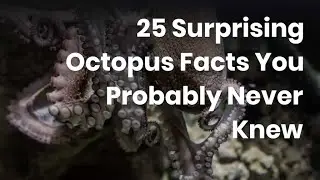 25 Weird Octopus Facts