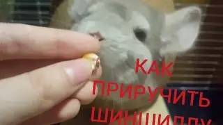Как приручить шиншиллу