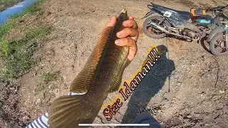 Goki1‼️ Sawit PT. Hasnur Memang Gak Pernah Mengecewakan | Casting Ikan Gabus