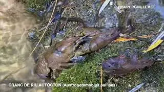 Cranc de riu autòcton