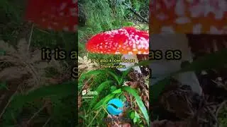 Unbelievable places you can forest bath on earth