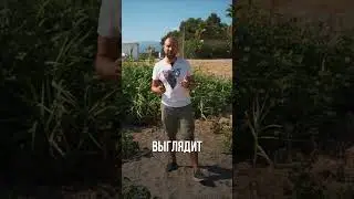 Самый дорогой букет