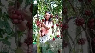 panen kopi diserbu semut nakal