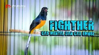 FIGHTER SIAP CAS MENTAL DAN CAS EMOSI MURAI LOYO | SHAMA BIRD