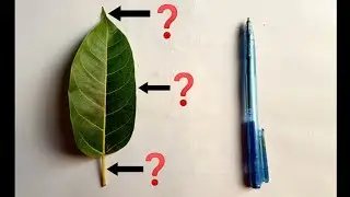 Parts of Leaf | Leaf Anatomy