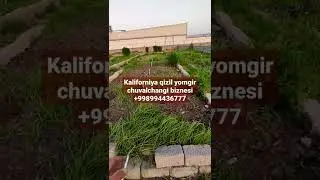 kaliforniya qizil yomgir chuvalchangi biznesi bunaqa biznes qayerda bor