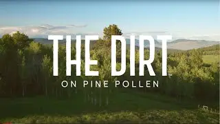The Dirt on Pine Pollen