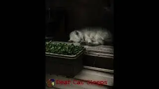Wobbleworks- Deaf Cat Sleeps