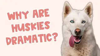 Why Are Huskies So Dramatic? (3 Reasons)