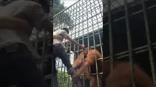 Орангутанг решил пошалить.