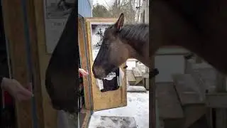 Sven opens the shop door from the outside looking for some cookies. He got a Timbit this time.