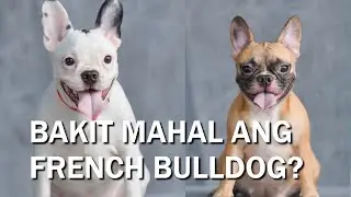 BAKIT MAHAL ANG FRENCH BULLDOG? /  WHY ARE FRENCH BULLDOG SO EXPENSIVE? / MDC DOGS
