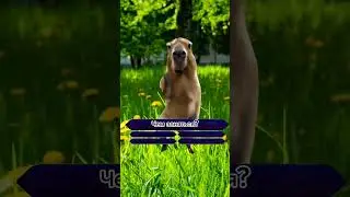 Как все успеть? Почему выходных так мало?