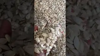 Семена тыквы 🎃🌱💪🏻