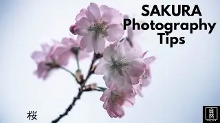 Capturing Spring: The Ultimate Guide to Cherry Blossom Photos