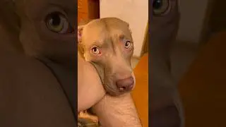 В мире нет лучшего психиатра, чем щенок, который лижет вам лицо 🥰 