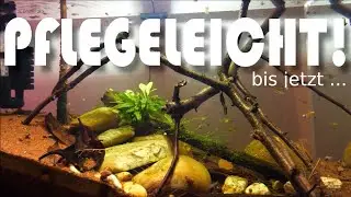 Das passiert im Endler-Biotop: YEAH Guppys!| NordicMoor | [11/2023]