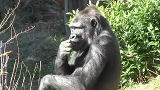シャバーニ家族 1171  Shabani family gorilla