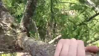 Tree free climbing - without ropes(GoPro)