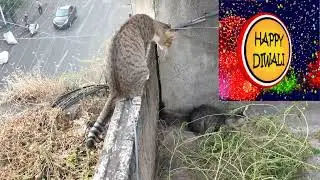 Top videos you can't stop watching from Cats Desiree Alba | Watch Out| Animal