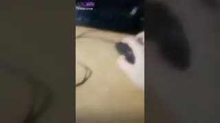 Лайк(21)