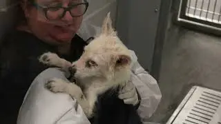 SPOT 127 Bootcamp: Arizona Humane Society - SHEKARRI ZAHARA Reporting