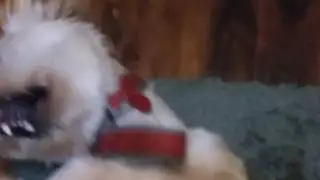 PAWS LIKE JAWS